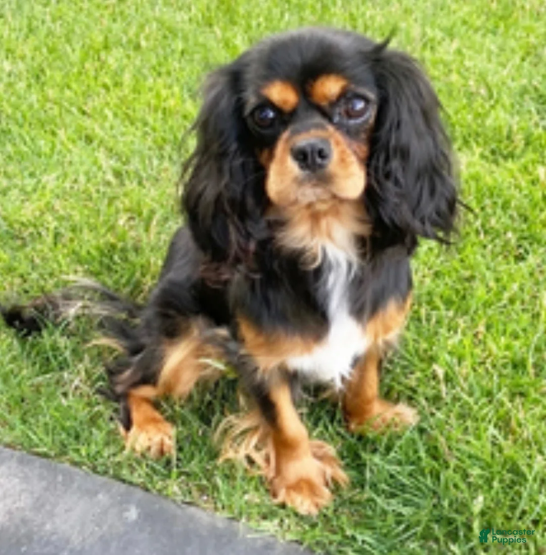 Cavalier King Charles Spaniel dogs for sale: Hunter Cavalier King Charles Spaniel  - Ad 13