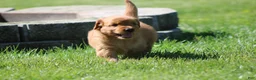 Golden Retriever dogs for sale: Finn - Ad 6