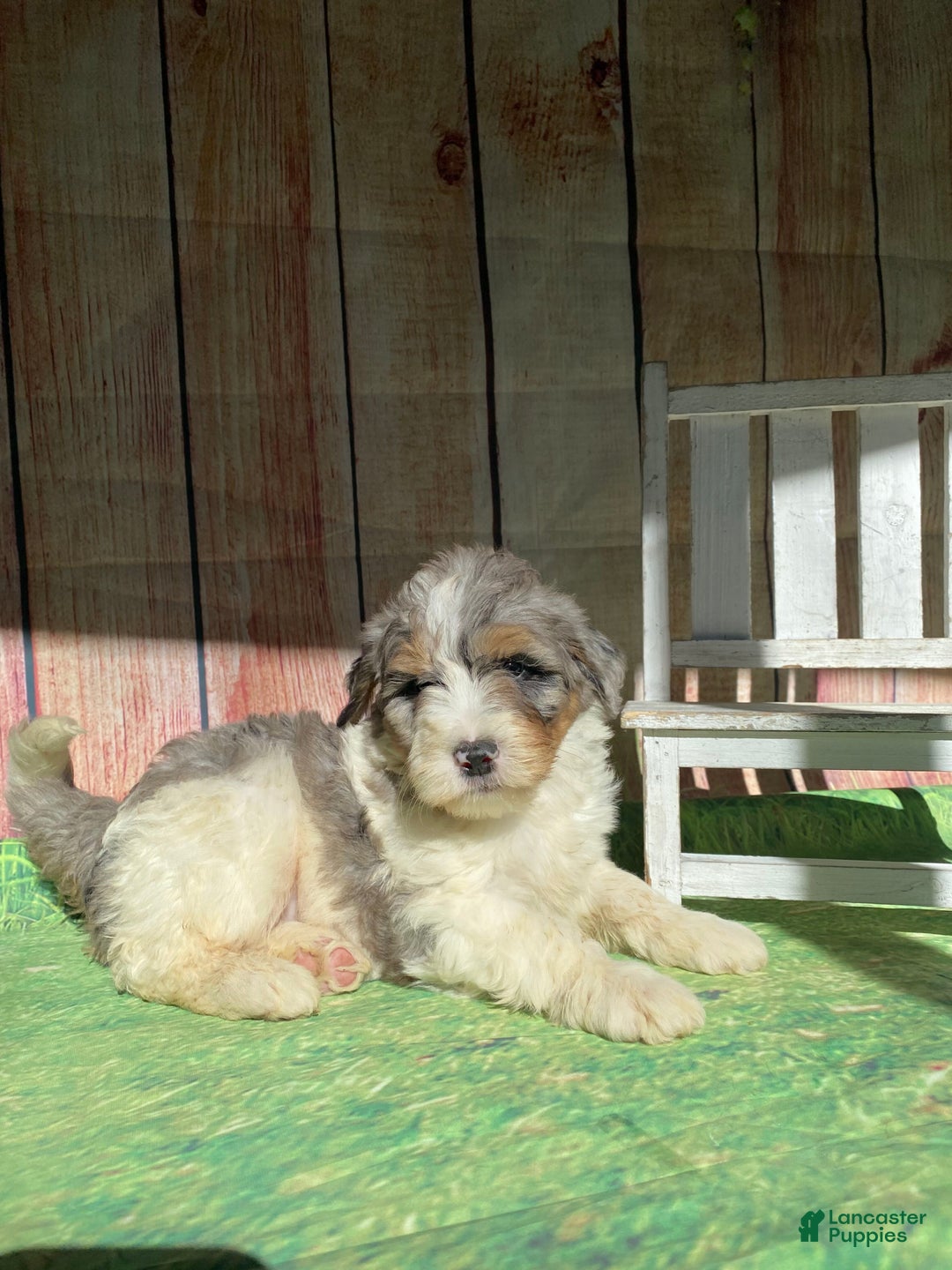 Mini Bernedoodle dogs for sale: Cowboy - Ad 5
