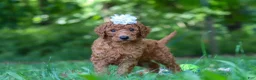 Goldendoodle dogs for sale: Italee - Ad 2