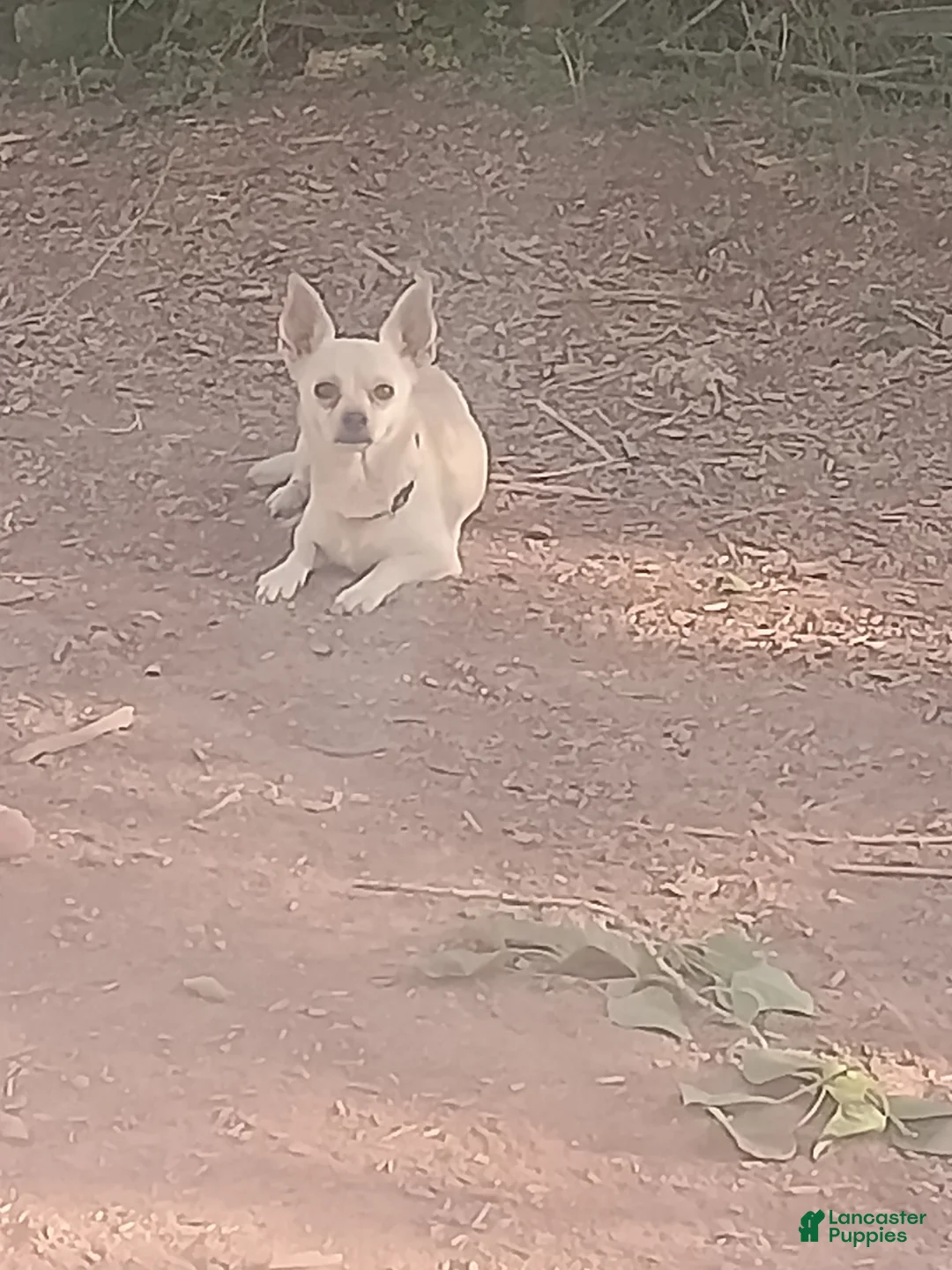 Chihuahua dogs for sale: Chihuahua 3 - Ad 2