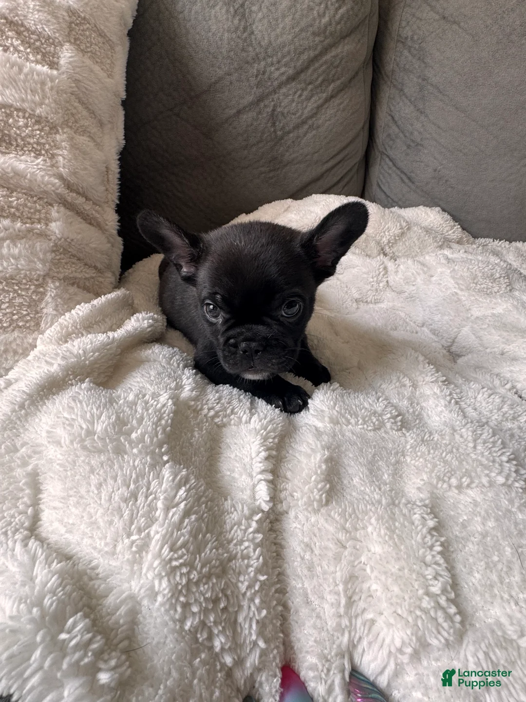 French Bulldog dogs for sale: Big Papa - Ad 1