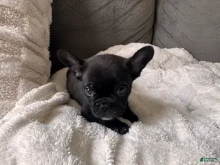 French Bulldog dogs Big Papa - Ad 6