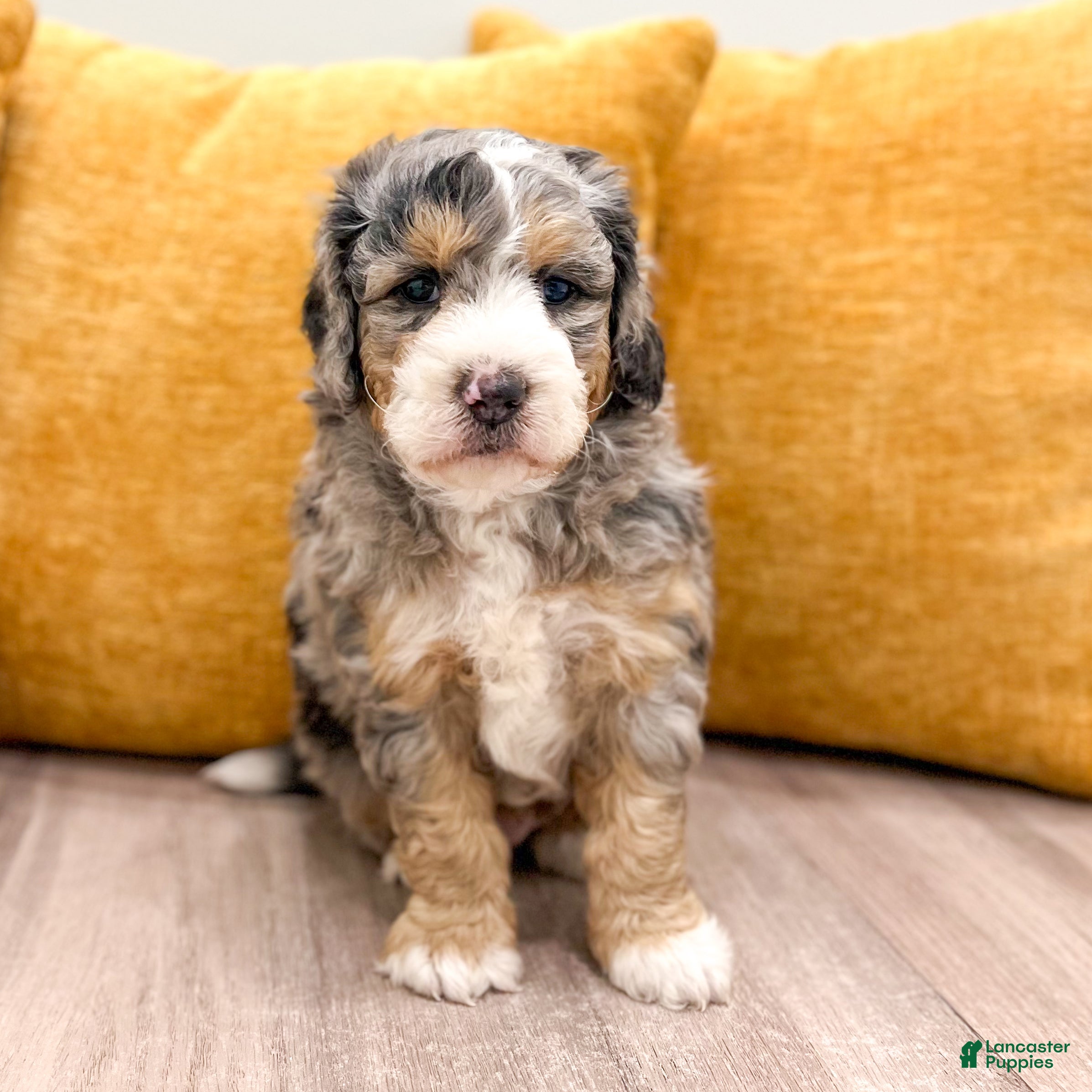 Mini Bernedoodle dogs Bruno - Micro Mini - Ad 2