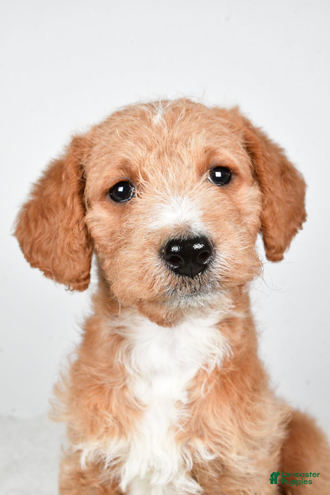 Labradoodle dogs for sale: Nadine - Ad 2