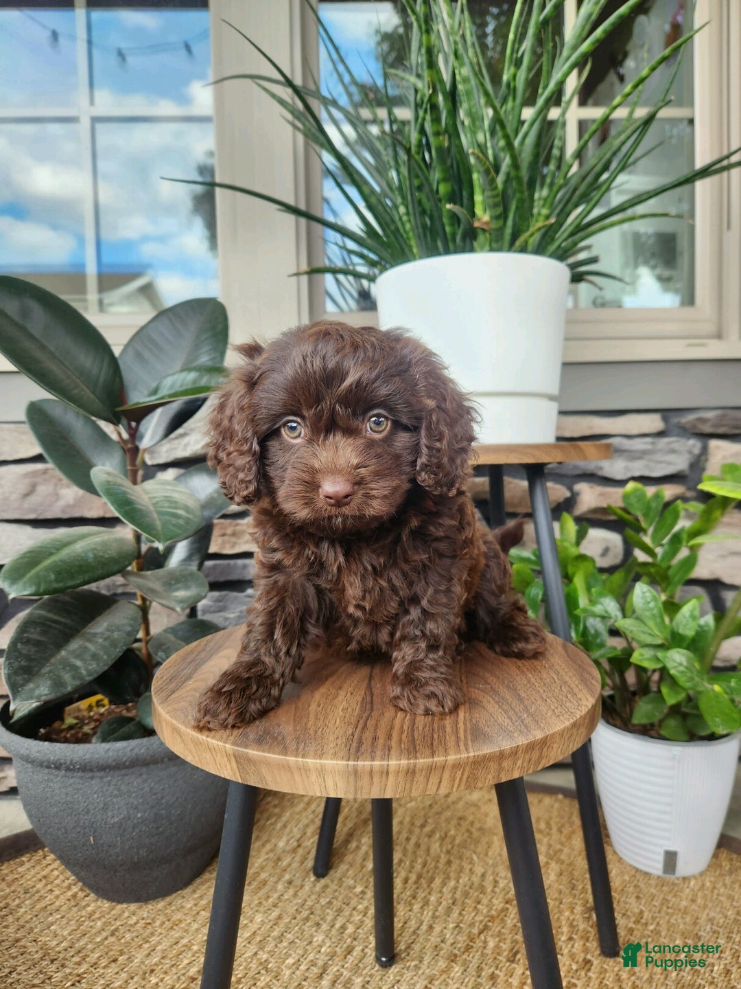 Cavapoo dogs for sale: Toby - Ad 2