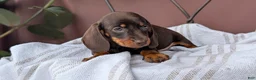 Miniature Dachshund dogs for sale: Xander - Ad 6