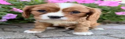Cavalier King Charles Spaniel dogs for sale: Mario Male AKC Cavalier - Ad 12