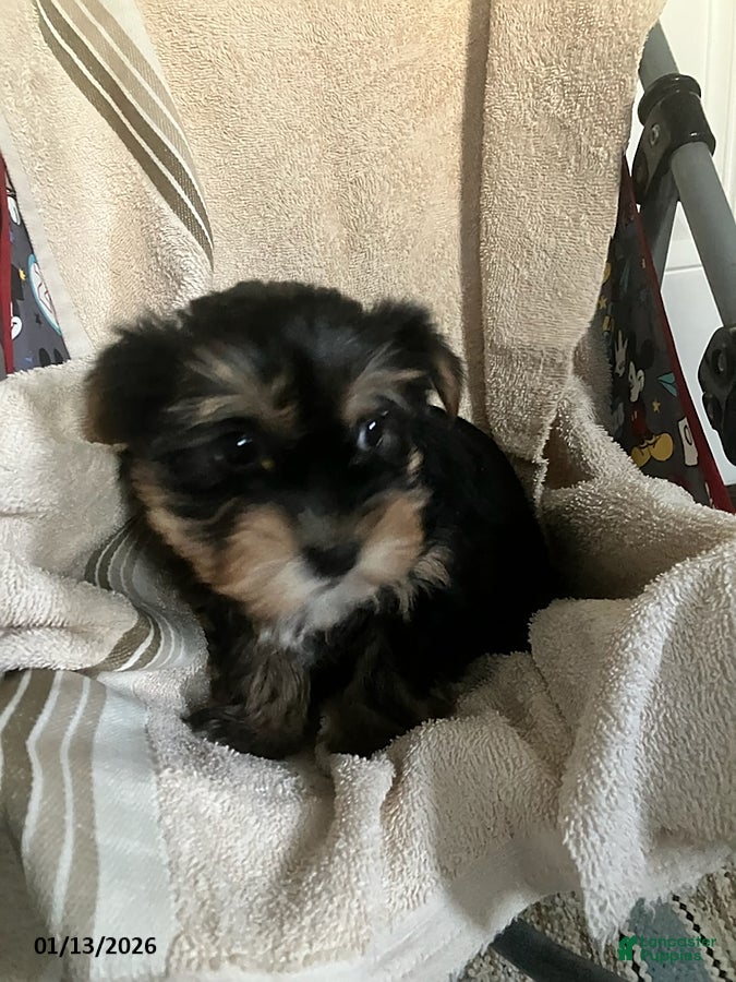 Yorkshire Terrier dogs Frank - Ad 36