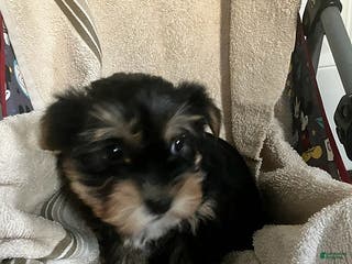 Yorkshire Terrier dogs Frank - Ad 36