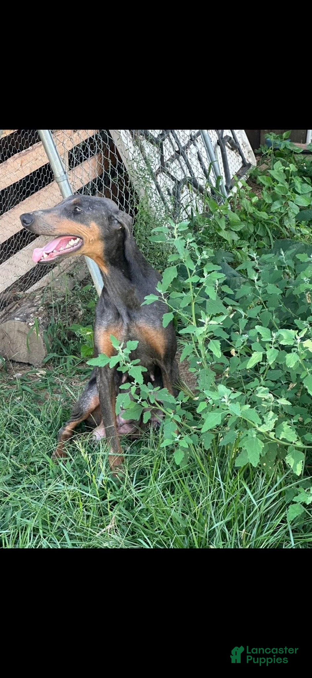 Doberman Pinscher dogs for sale: Doberman Pinscher Puppy 1 - Ad 2