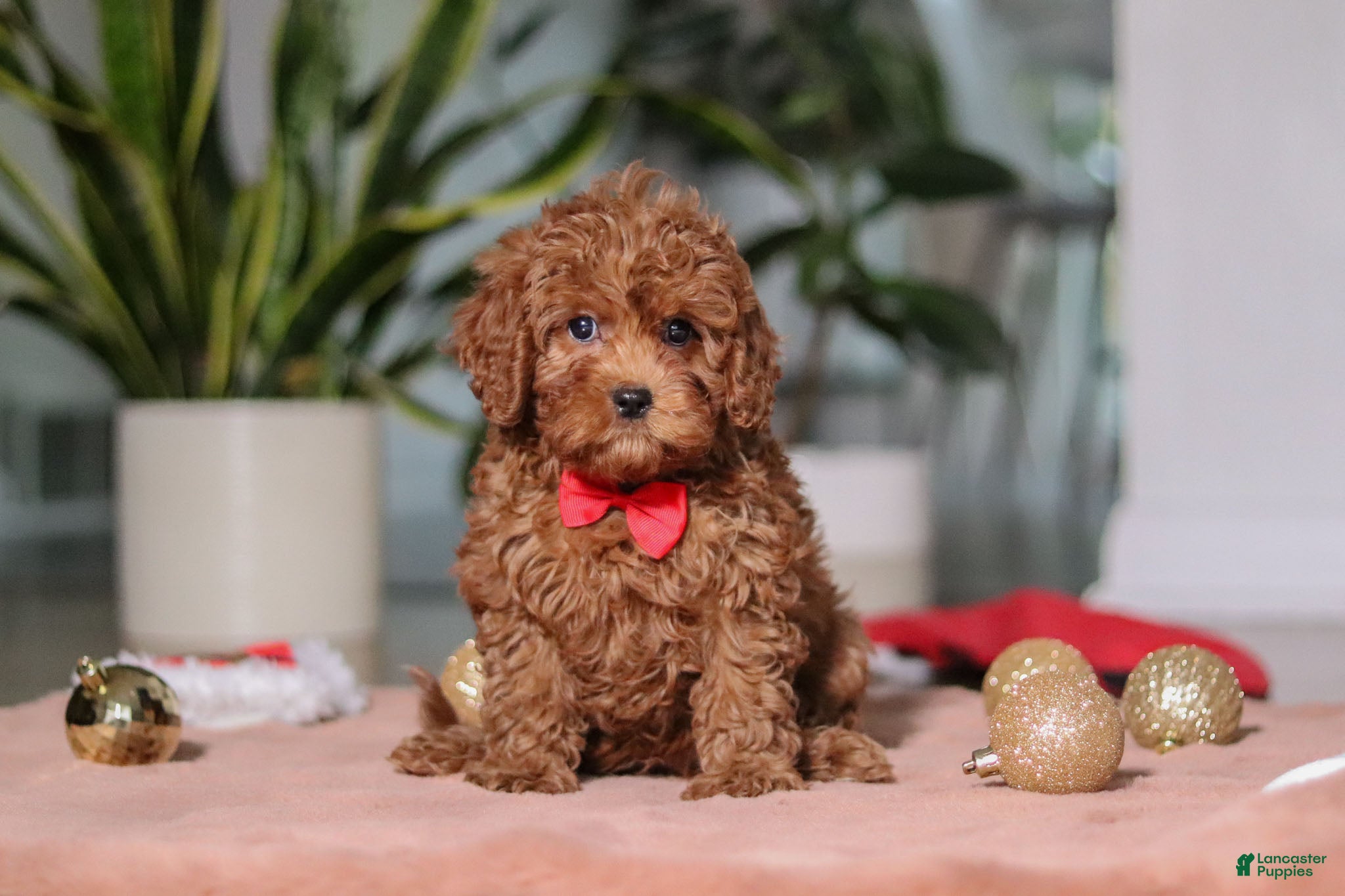 Cavapoo dogs Tucker - Ad 21