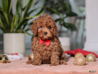 Cavapoo dogs Tucker - Ad 21