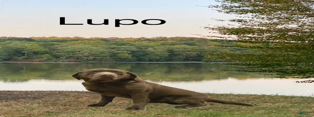 Lupo