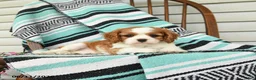 Cavalier King Charles Spaniel dogs for sale: Jasmine - Ad 4