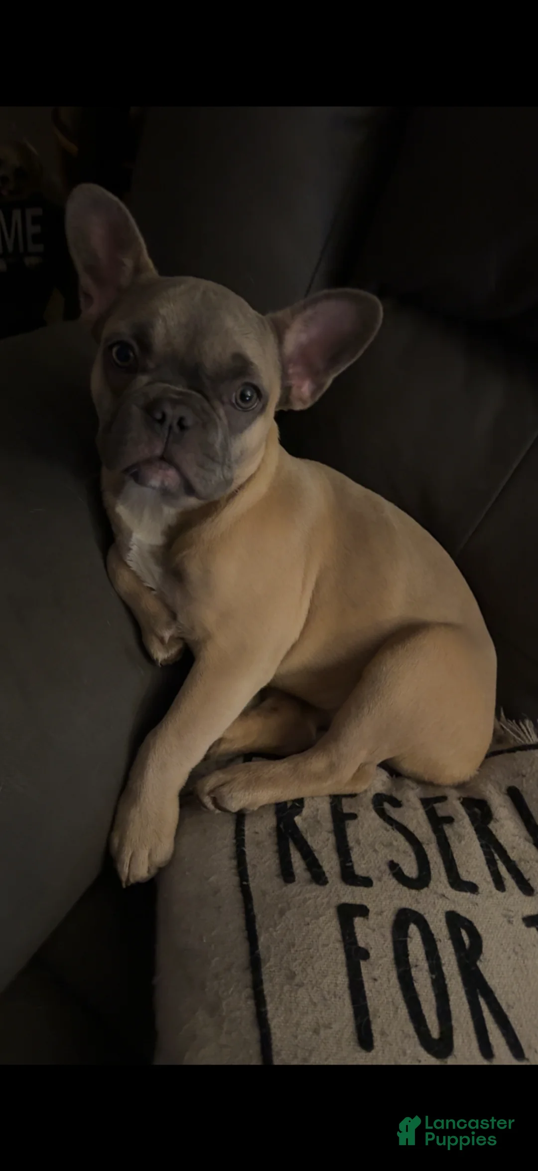 French Bulldog dogs for sale: French Bulldog Puppy 5 - Ad 2