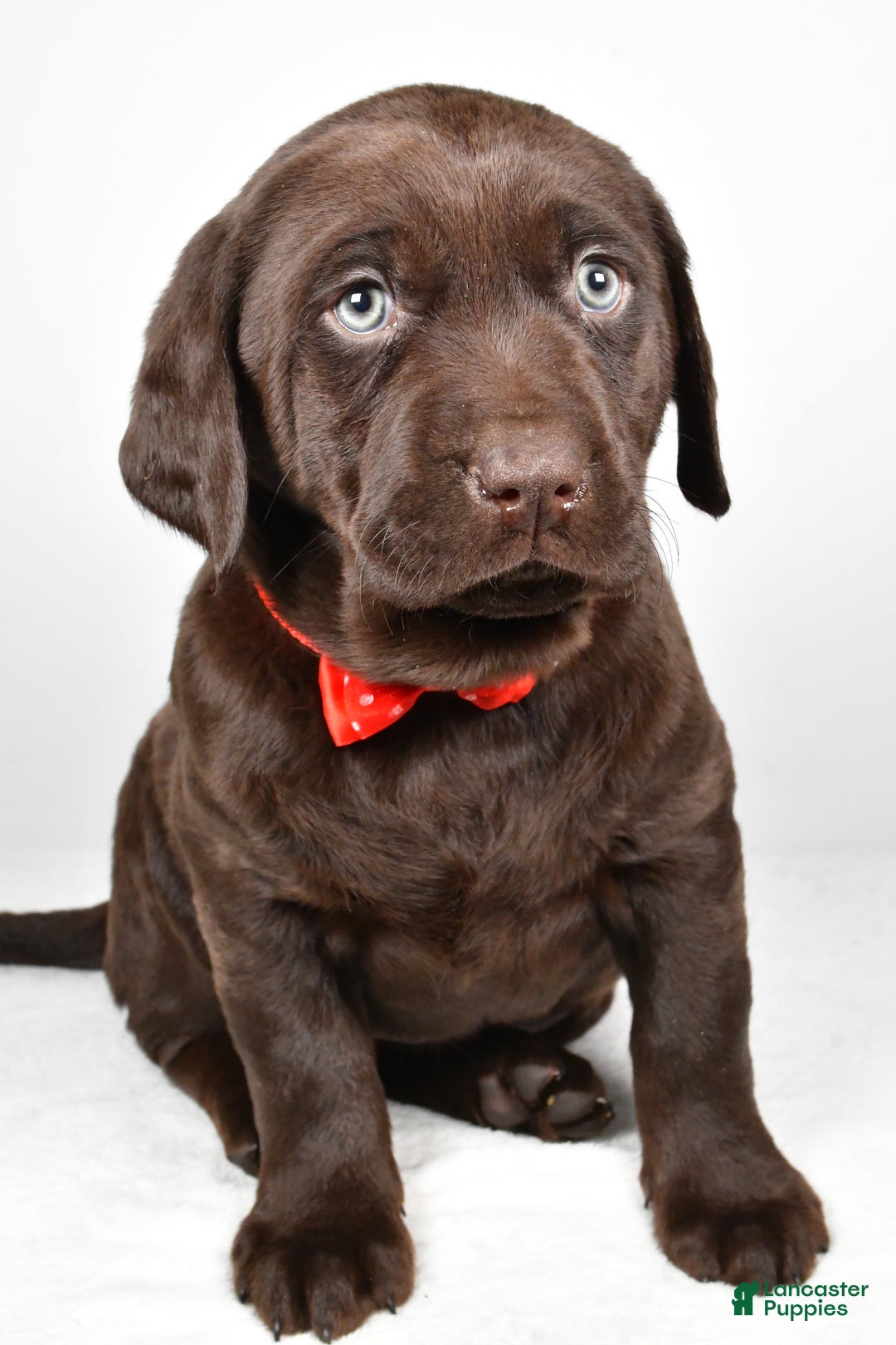 Labrador Retriever dogs for sale: Nugget - Ad 7