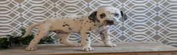 Dalmatian dogs for sale: Niles - Ad 5