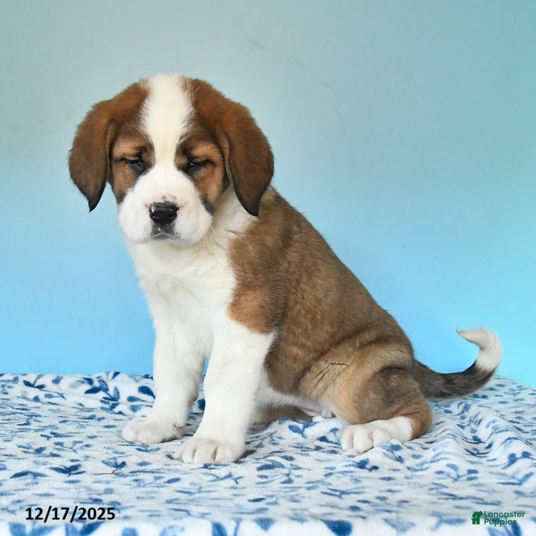 Mixed Breed dogs for sale: Bella   - Ad 1