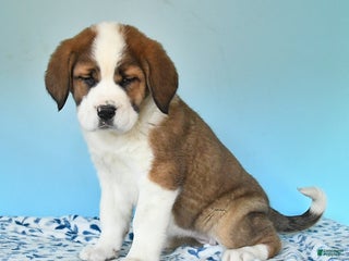 Mixed Breed dogs Bella - Ad 16