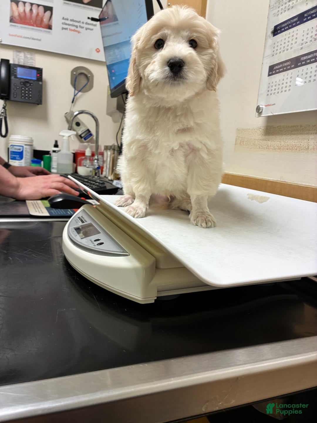 Maltipoo dogs for sale: Dolph - Ad 3