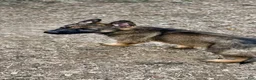 German Shepherd dogs for sale: German Shepherd 1 - Ad 5