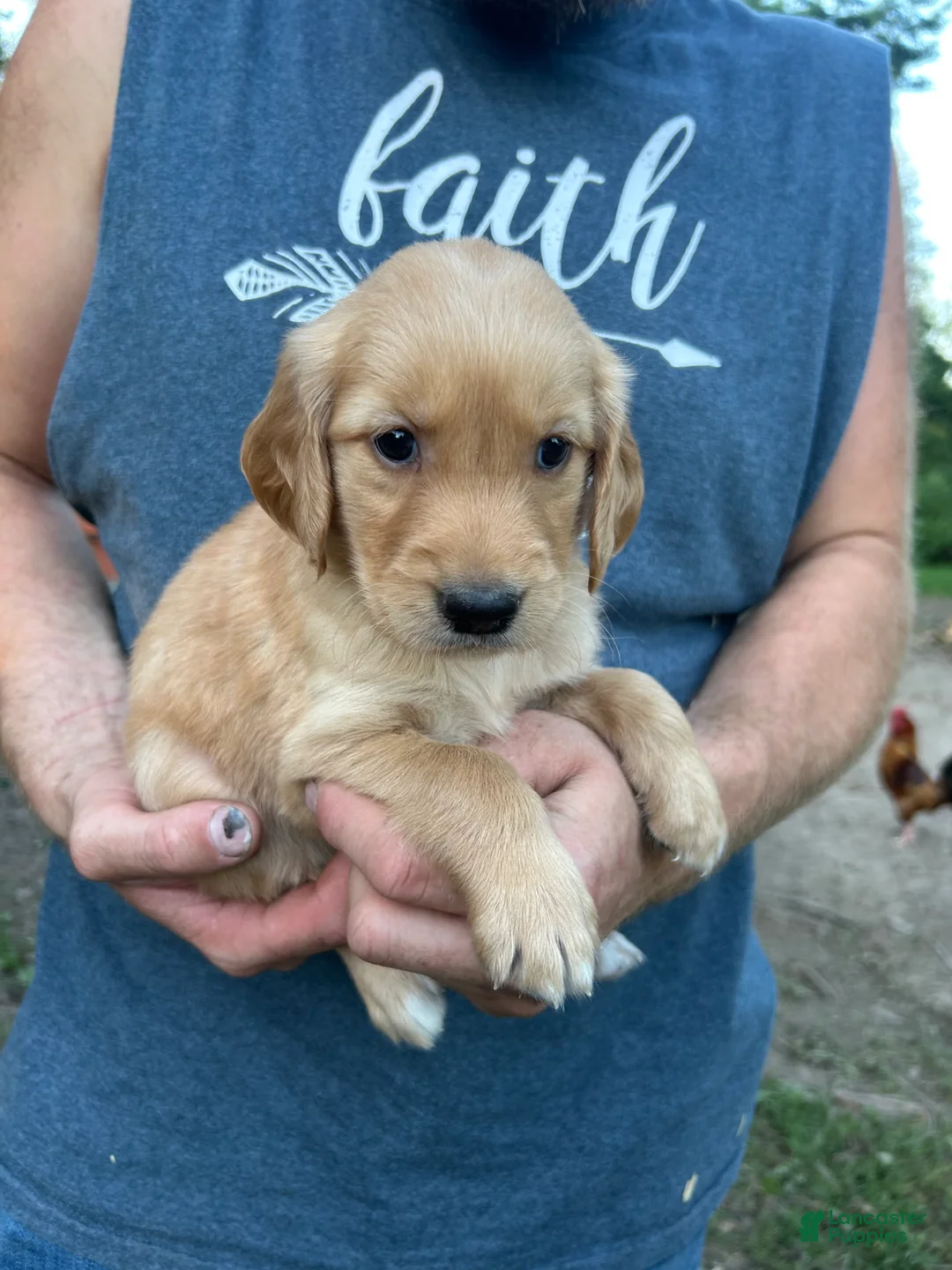 Golden Retriever dogs for sale: Lucy  - Ad 2