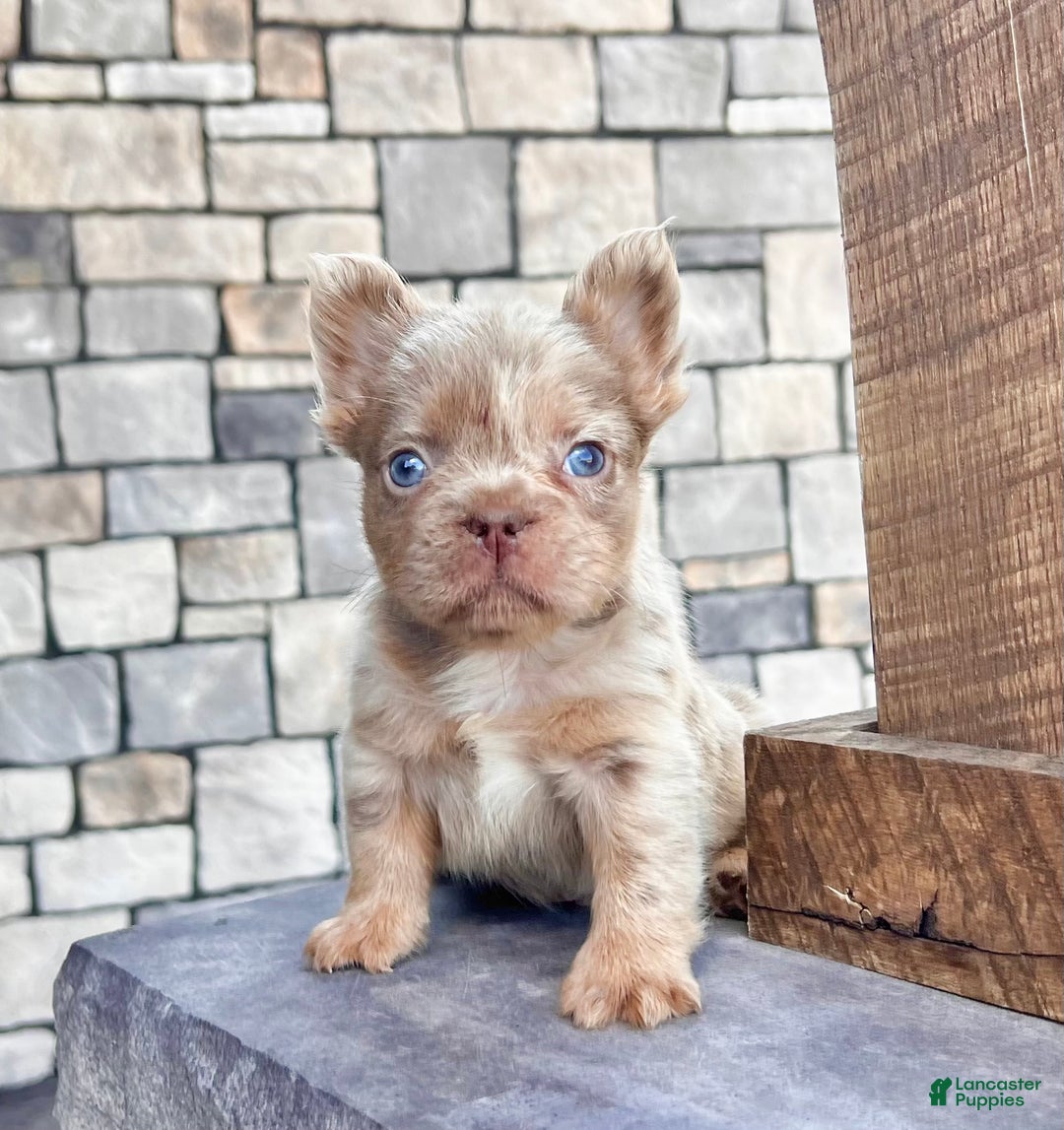 French Bulldog dogs for sale: Mack - Ad 2
