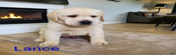 Labrador Retriever dogs for sale: Lance - Ad 3