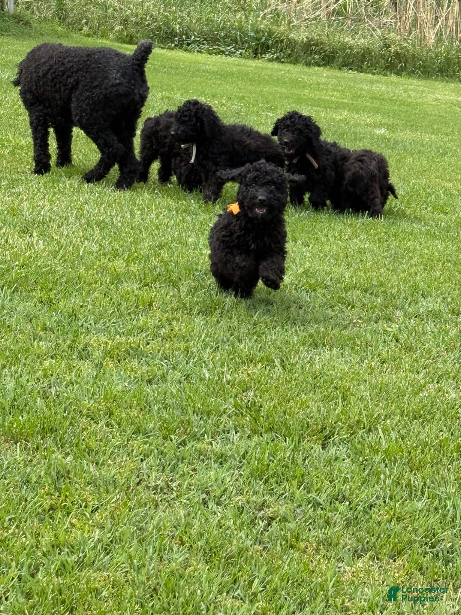 Standard Poodle dogs Orange girl - Ad 1