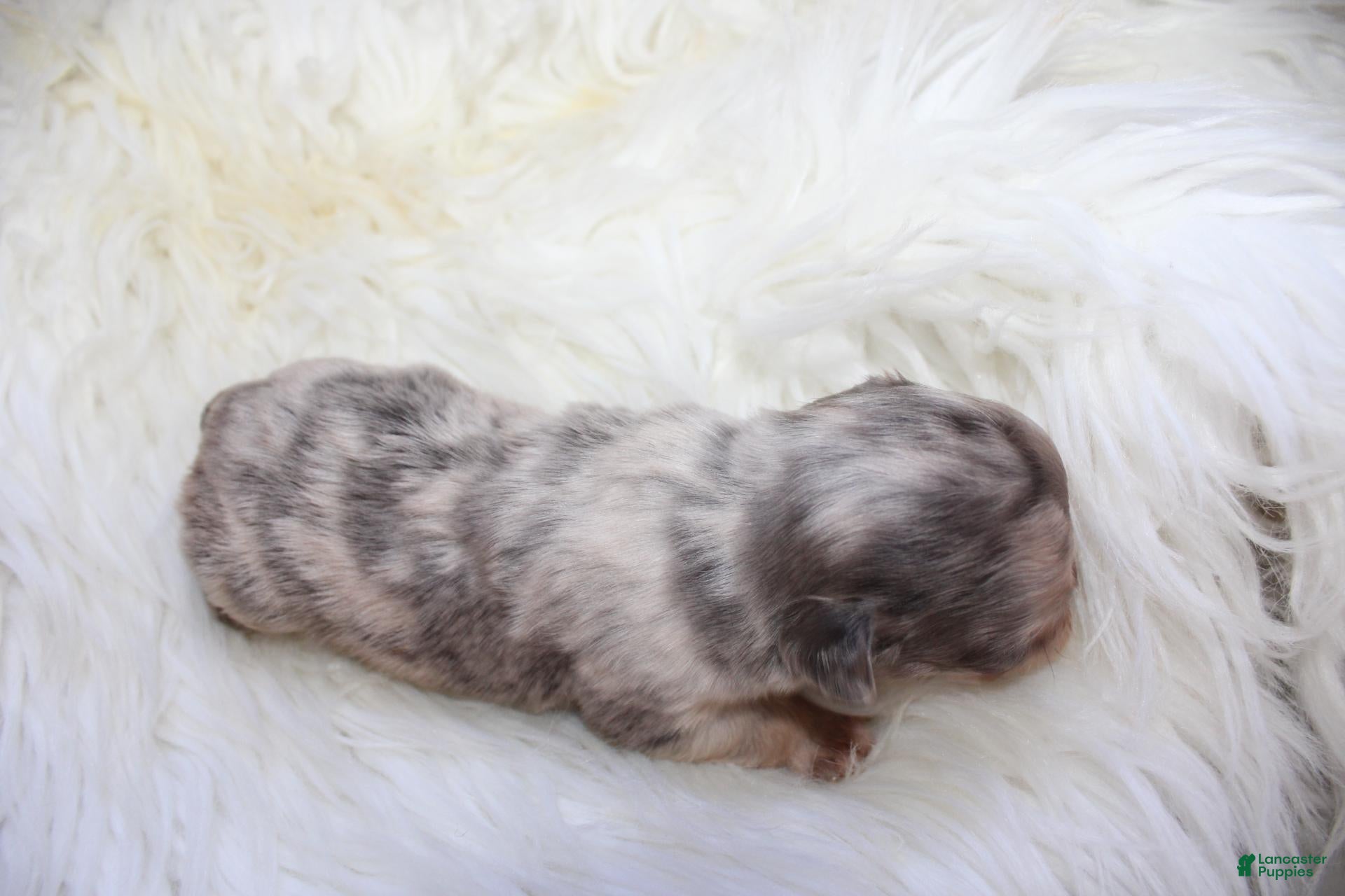 French Bulldog dogs AKC Lily - Ad 2