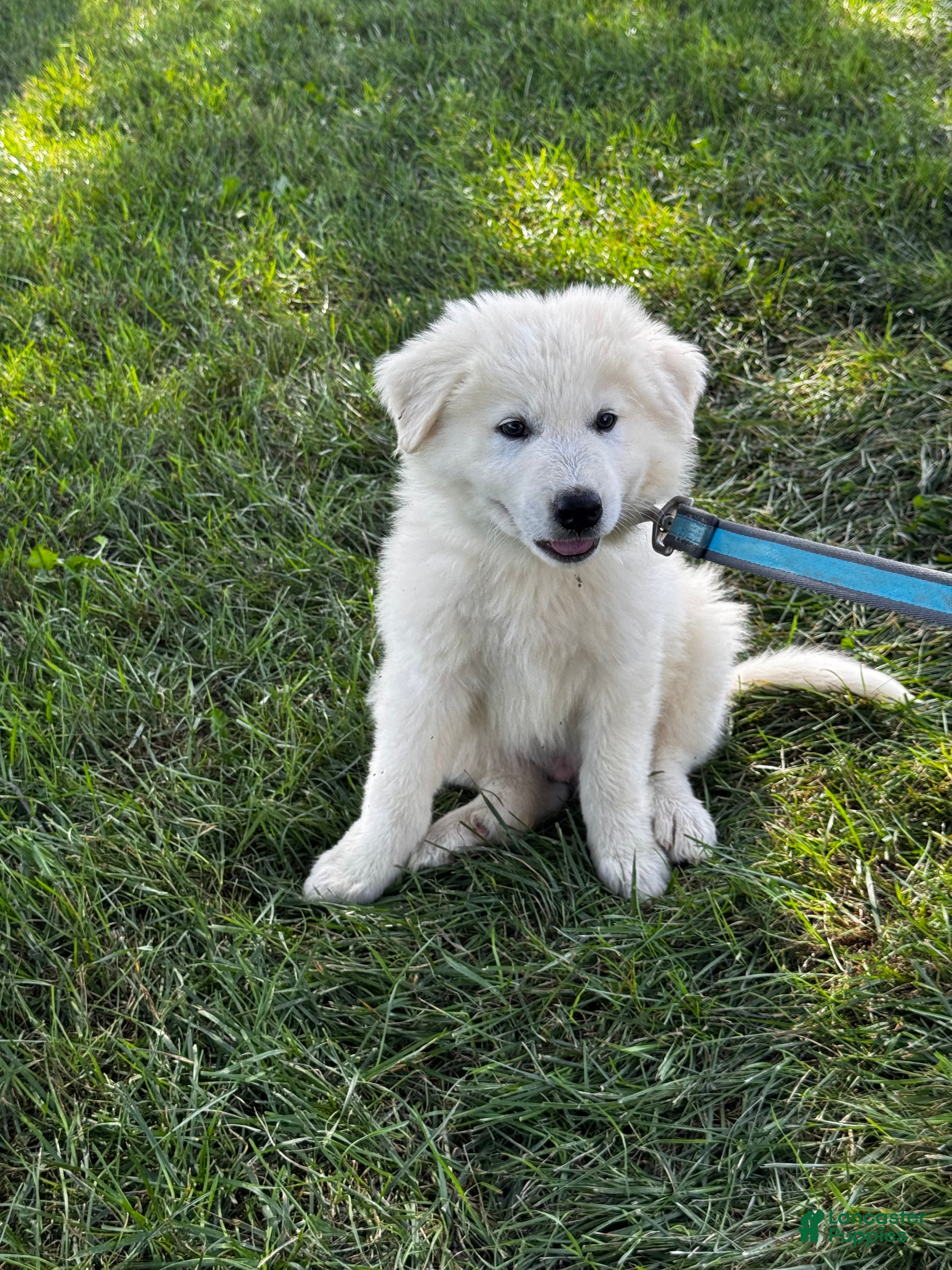 Great Pyrenees dogs Gordan - Ad 2