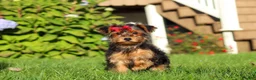 Yorkiepoo dogs for sale: Poppy - Ad 4