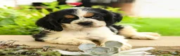 English Cocker Spaniel dogs for sale: Lana - Ad 3