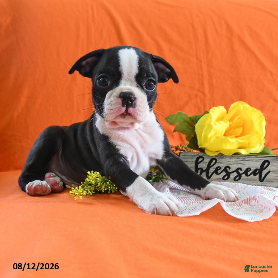 Boston Terrier dogs Zares - Ad 2