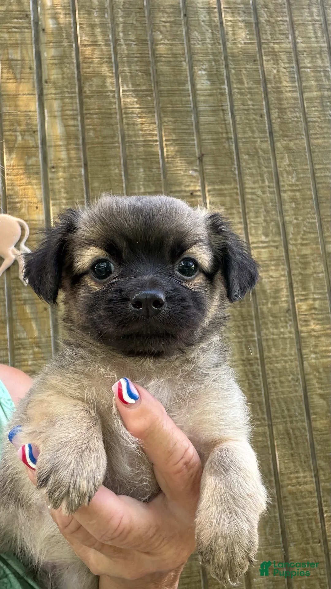 Chihuahua dogs for sale: Chihuahua Puppy 1 - Ad 2