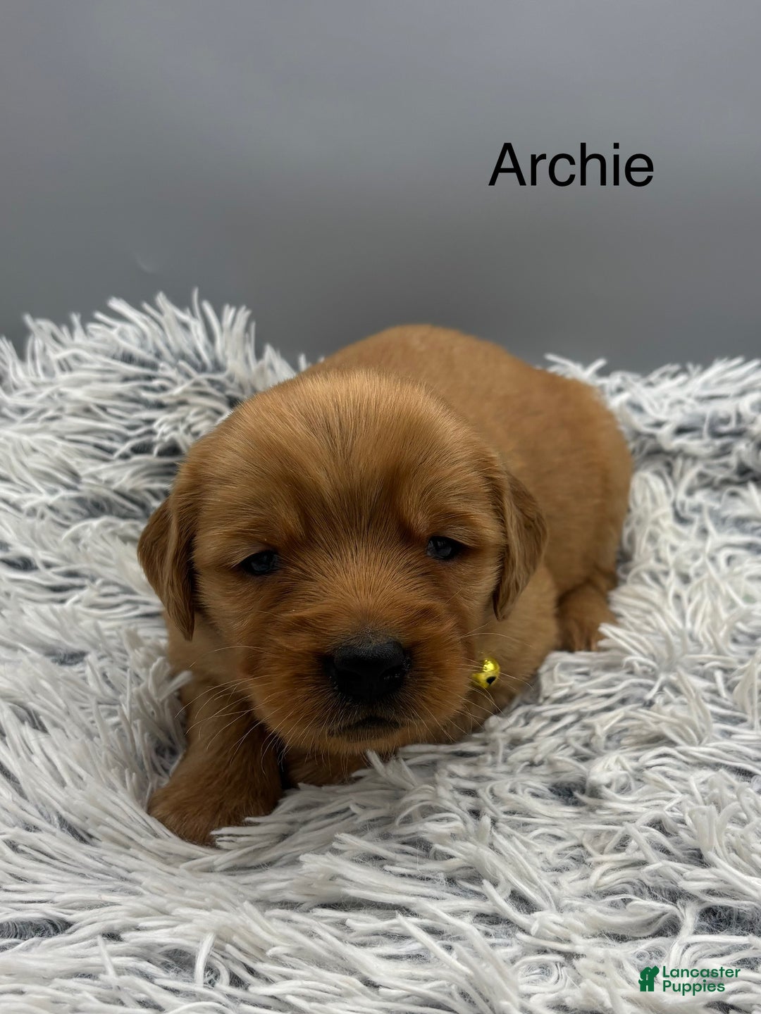 Golden Retriever dogs for sale: Archie. - Ad 9