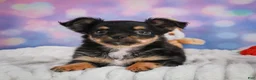 Chihuahua dogs for sale: Elvis - Ad 8