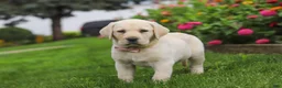 Labrador Retriever dogs for sale: Brittany - Ad 6