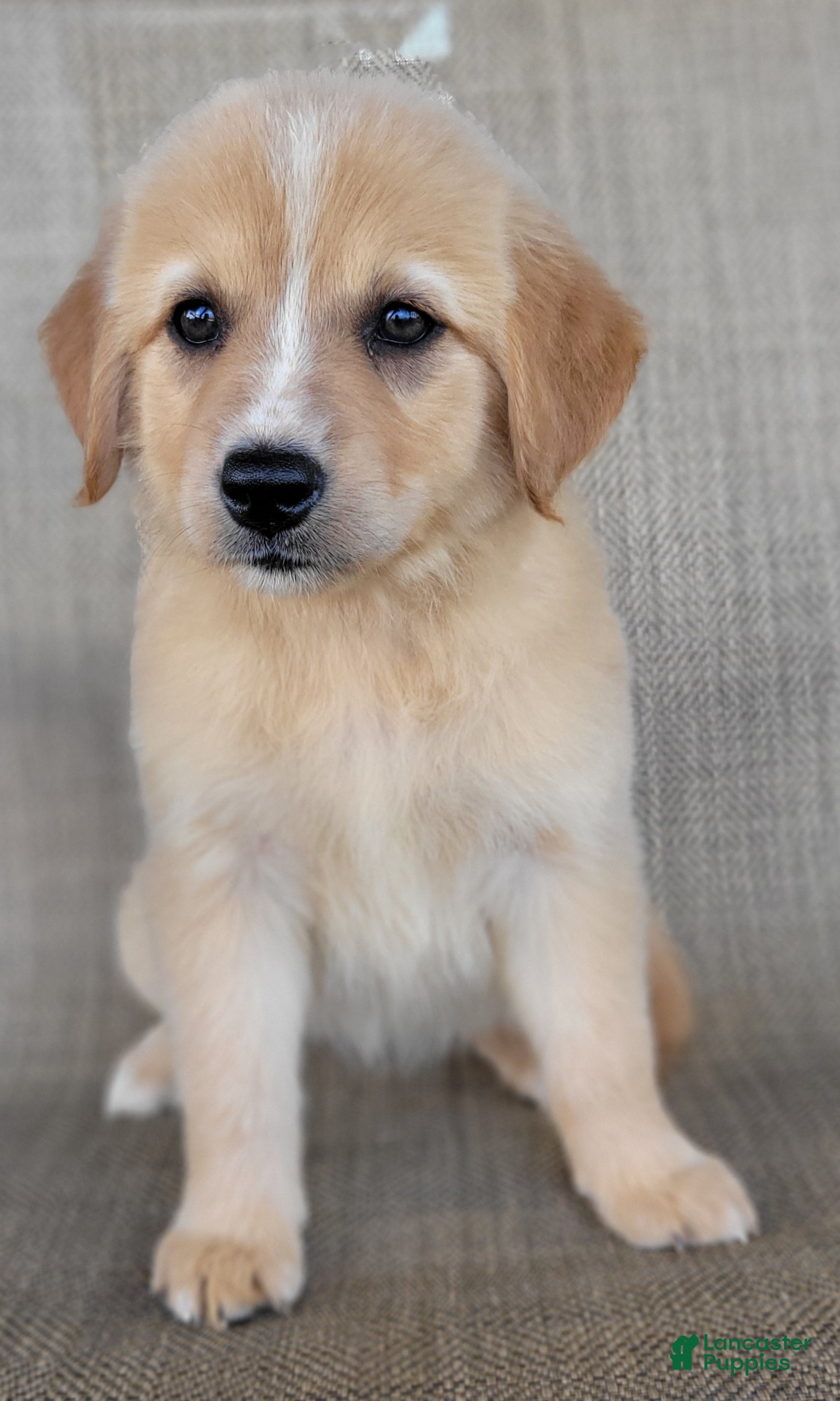 Australian Shepherd dogs Candy - Ad 1