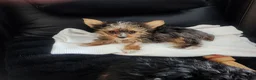 Yorkshire Terrier dogs for sale: Muscles - Ad 2