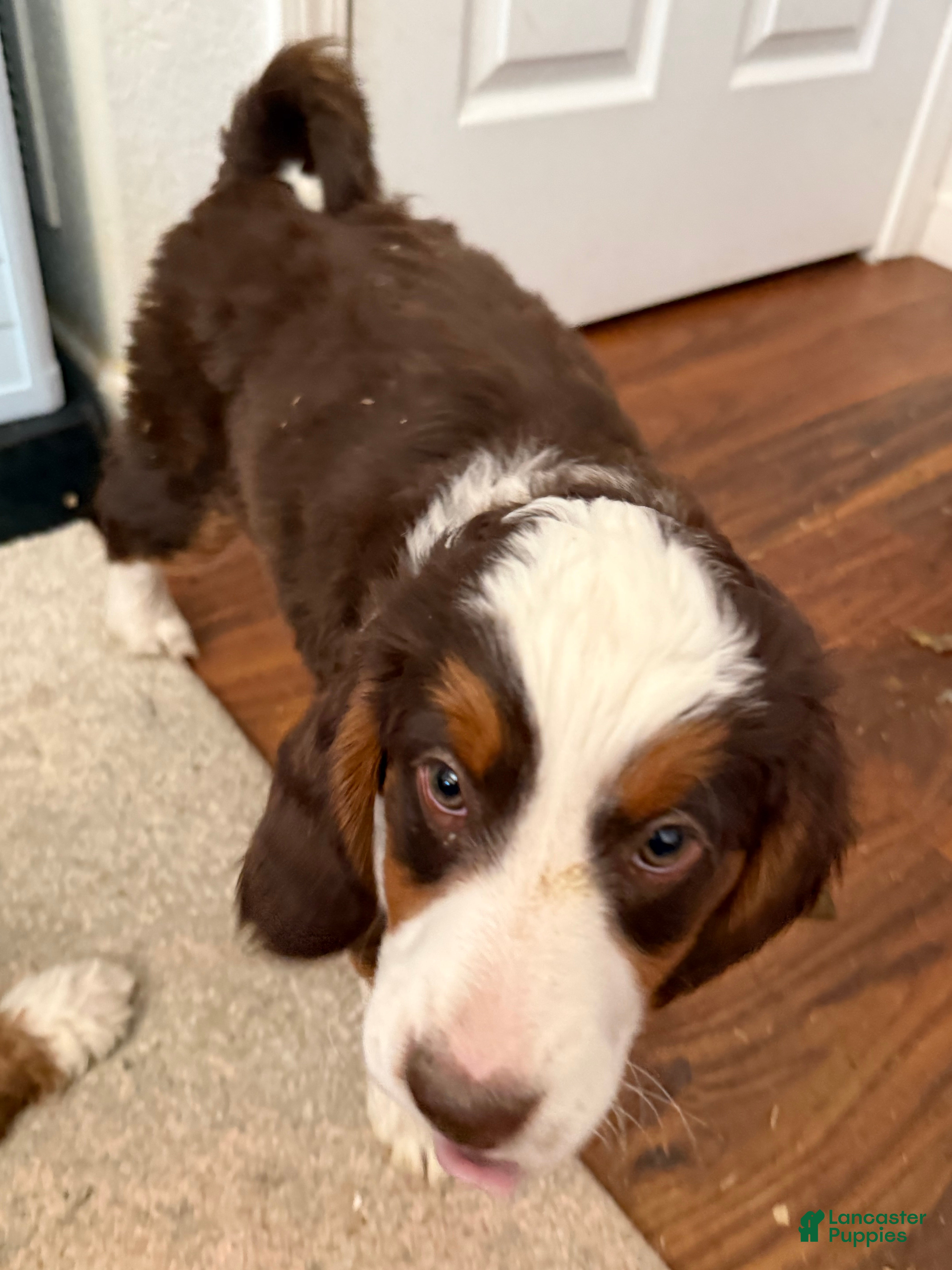 Mini Bernedoodle dogs Ginger - Ad 1