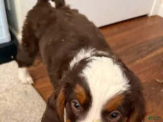 Mini Bernedoodle dogs for sale: Ginger - Ad 4