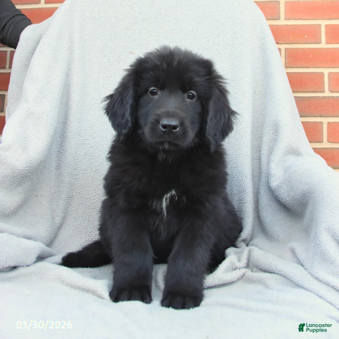 Newfoundland dogs for sale: Mocha - Ad 3