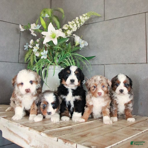 Gallery Image {{count}}