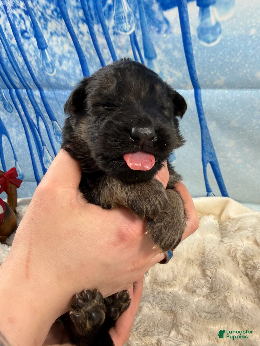 German Shepherd dogs for sale: Lh Champion bred import male - Ad 2