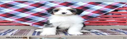 Mini Bernedoodle dogs for sale: Sophie - Ad 3