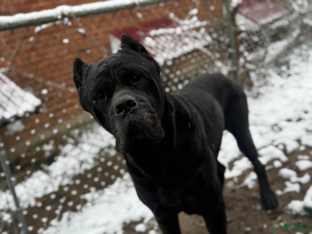 Cane Corso dogs for sale: Cane Corso 1 - Ad 8