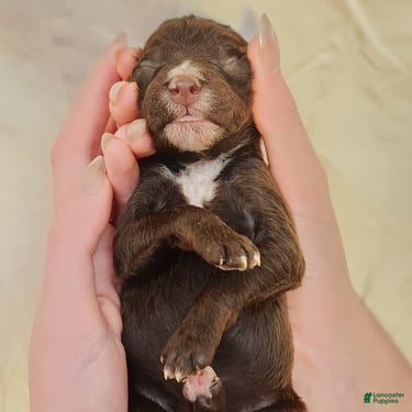 Mini Aussiedoodle dogs for sale: Pluto_Male Red Tuxedo - Ad 8