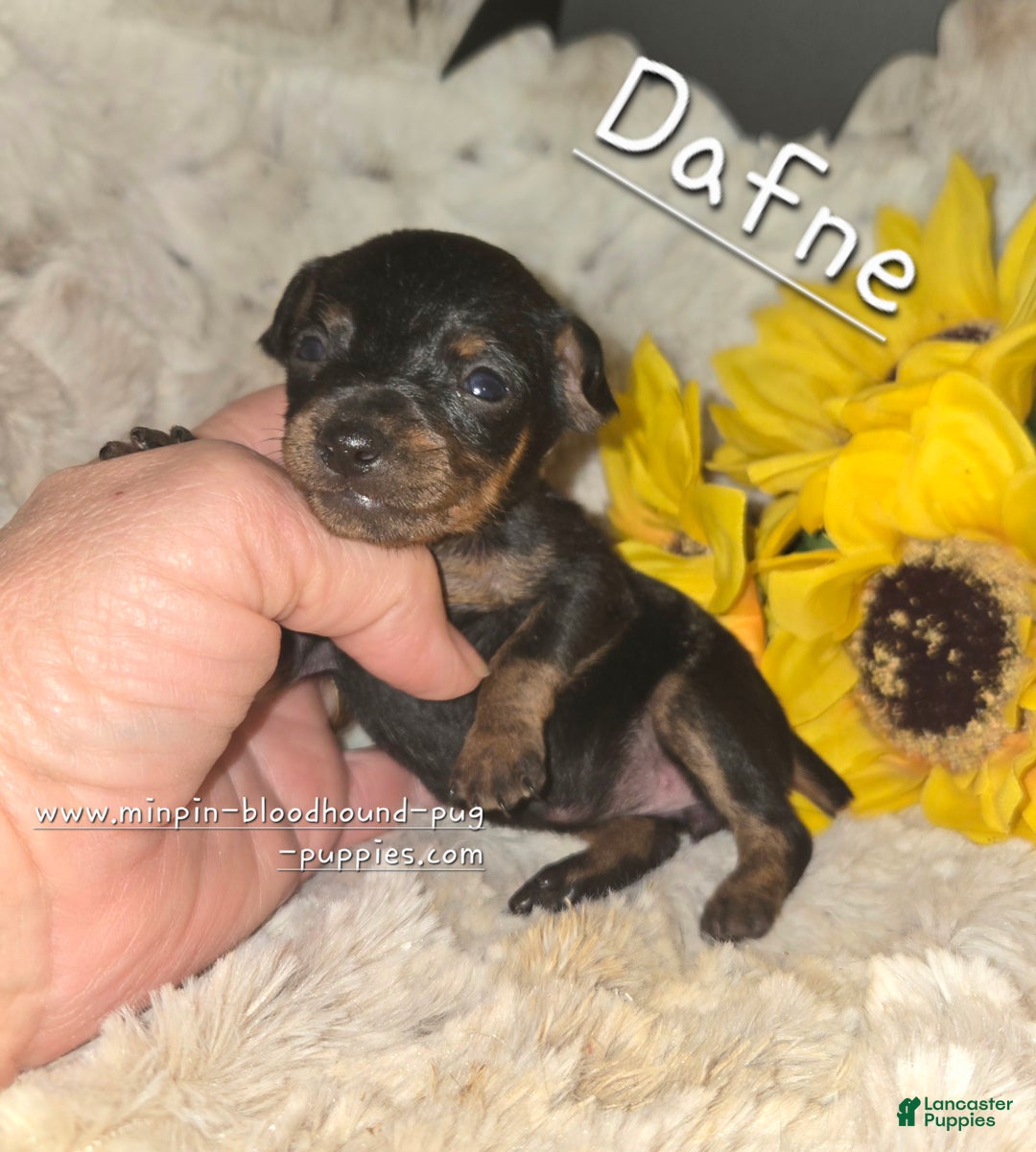 Miniature Pinscher dogs for sale: Dafne black and tan brindle markings  - Ad 3